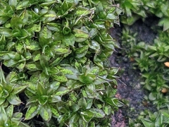 Syntrichia papillosa