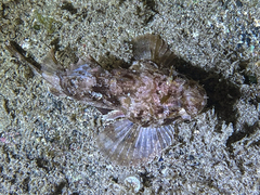 Scorpaena porcus