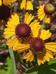 Helenium flexuosum