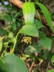 Smilax china