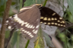 Papilio palamedes