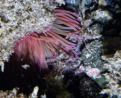 Anemonia viridis