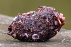 Ardeidae