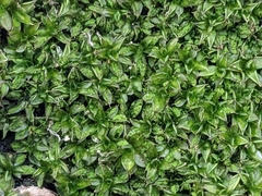 Syntrichia papillosa