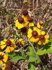Helenium flexuosum