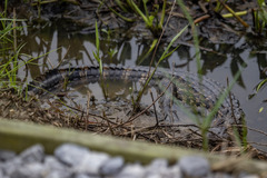 Alligator mississippiensis