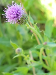 Cirsium arvense