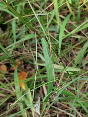Paspalum conjugatum
