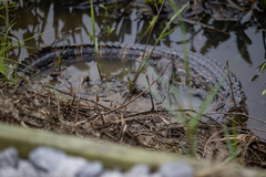 Alligator mississippiensis