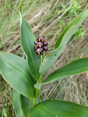 Maianthemum stellatum