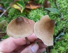 Entoloma strictius