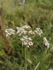 Cicuta virosa