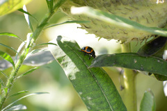Labidomera clivicollis