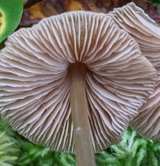 Entoloma strictius