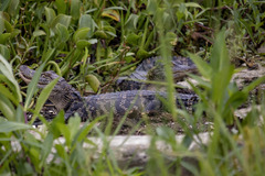 Alligator mississippiensis