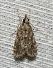 Eudonia heterosalis