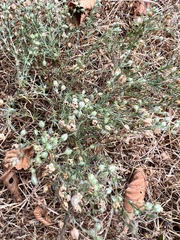 Spergula arvensis