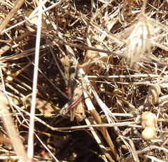 Eutrombidium trigonum