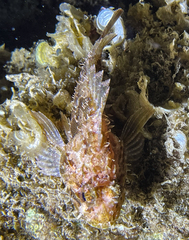 Scorpaena porcus