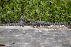 Alligator mississippiensis