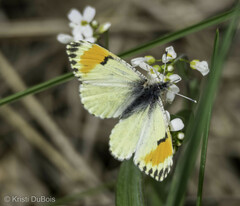 Anthocharis julia julia