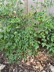 Nandina domestica