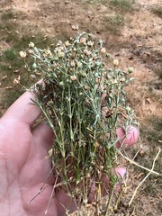 Spergula arvensis