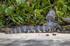 Alligator mississippiensis