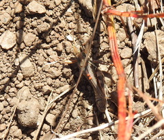 Eutrombidium trigonum