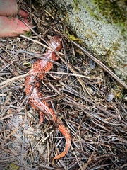 Pseudotriton ruber