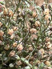 Spergula arvensis
