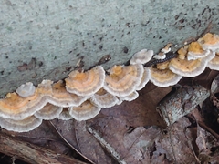Trametes betulina