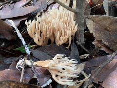 Lentaria byssiseda