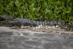 Alligator mississippiensis