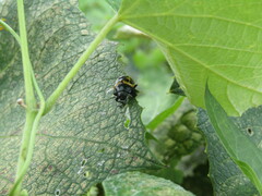 Labidomera clivicollis