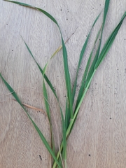 Paspalum dilatatum