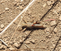 Eutrombidium trigonum