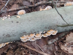 Trametes betulina