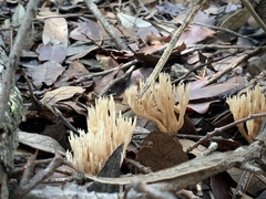 Lentaria byssiseda