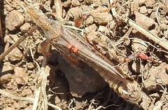 Eutrombidium trigonum