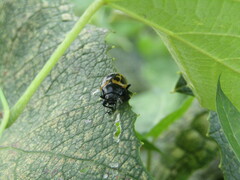 Labidomera clivicollis