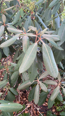 Rhododendron maximum