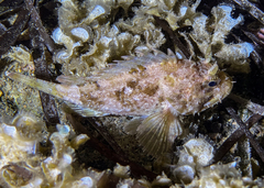 Scorpaena porcus