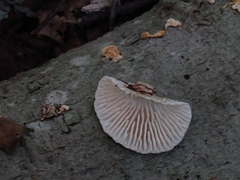 Trametes betulina