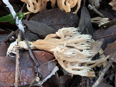 Lentaria byssiseda