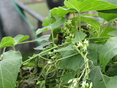 Labidomera clivicollis