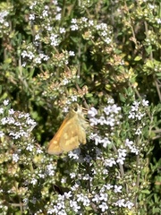 Ochlodes sylvanoides