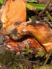 Hypomyces lactifluorum