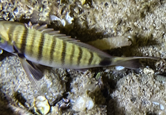 Diplodus