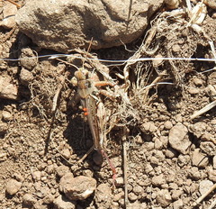 Eutrombidium trigonum